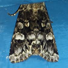 Attēlu rezultāti vaicājumam “Papestra biren”