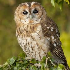 Image result for Strix aluco