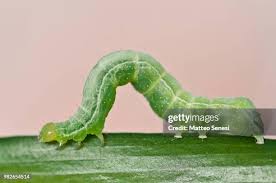 Attēlu rezultāti vaicājumam “Geometridae”