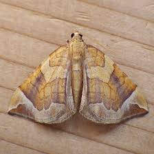 Attēlu rezultāti vaicājumam “Eulithis testata”