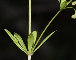 Attēlu rezultāti vaicājumam “Galium trifidum”