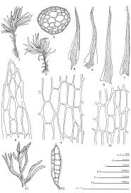 Attēlu rezultāti vaicājumam “Dicranella varia”