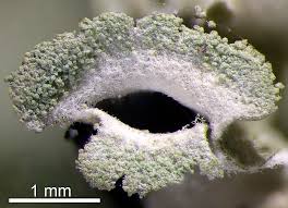 Attēlu rezultāti vaicājumam “Hypogymnia vittata”