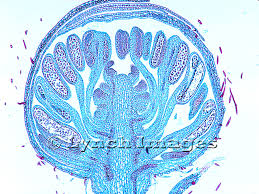 Attēlu rezultāti vaicājumam “Ranunculus lanuginosus bud”