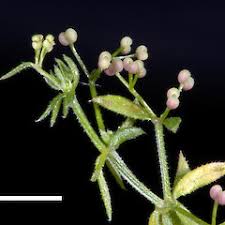 Attēlu rezultāti vaicājumam “Galium uliginosum”