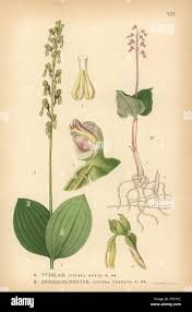 Attēlu rezultāti vaicājumam “Listera ovata”