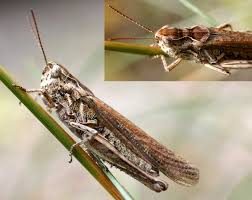 Attēlu rezultāti vaicājumam “Chortippus sp.”