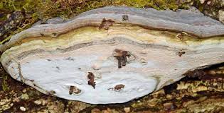 Attēlu rezultāti vaicājumam “Agathomyia wankowiczii”