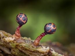 Attēlu rezultāti vaicājumam “Collaria rubens spores”