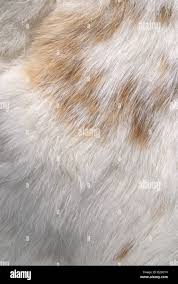 Image result for white rabbit skin texture