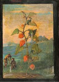 Image result for Physalis alkekengi