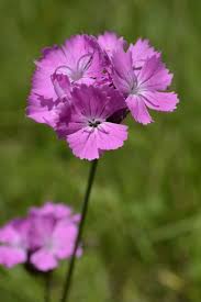Image result for Dianthus carthusianorum