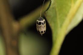 Attēlu rezultāti vaicājumam “Ichneumonidae cocoon”