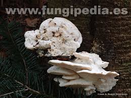 Attēlu rezultāti vaicājumam “Postia stiptica”