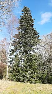 Attēlu rezultāti vaicājumam “Abies veitchii”