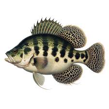 Image result for Pomoxis annularis