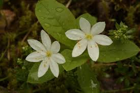 Attēlu rezultāti vaicājumam “Trientalis europaea leaf”