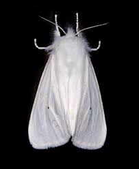Attēlu rezultāti vaicājumam “Spilosoma sp.”