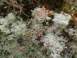 Attēlu rezultāti vaicājumam “Dibaeis baeomyces”