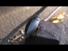 Attēlu rezultāti vaicājumam “Colymbetes striatus”