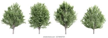 Attēlu rezultāti vaicājumam “Ulmus minor”