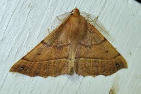 Attēlu rezultāti vaicājumam “Colotois pennaria”