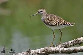 Attēlu rezultāti vaicājumam “Tringa glareola adult”