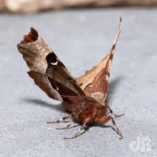 Attēlu rezultāti vaicājumam “Selenia tetralunaria”