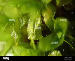 Attēlu rezultāti vaicājumam “Syntrichia latifolia”