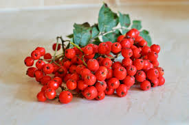 Attēlu rezultāti vaicājumam “Sorbus aucuparia fruit”