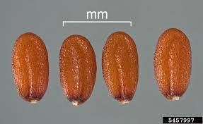 Attēlu rezultāti vaicājumam “Capsella bursa-pastoris bud”