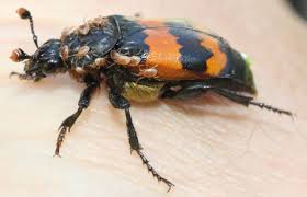 Attēlu rezultāti vaicājumam “Nicrophorus investigator”