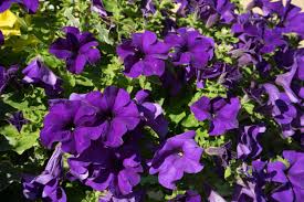Image result for Petunia