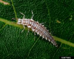 Attēlu rezultāti vaicājumam “Chrysopidae larva”