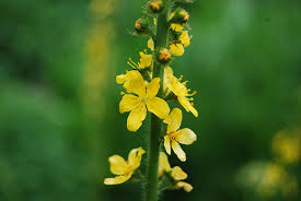 Image result for Agrimonia eupatoria