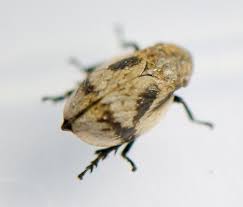 Attēlu rezultāti vaicājumam “Lepyronia coleoptrata”