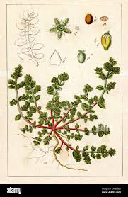 Attēlu rezultāti vaicājumam “Herniaria glabra”