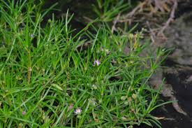 Attēlu rezultāti vaicājumam “Spergularia marina”