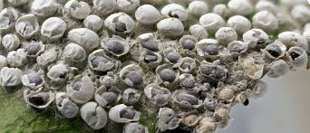 Attēlu rezultāti vaicājumam “Diderma subincarnatum spores”