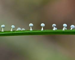 Attēlu rezultāti vaicājumam “Didymium squamulosum stalked”