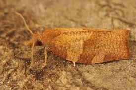 Attēlu rezultāti vaicājumam “Pandemis heparana”