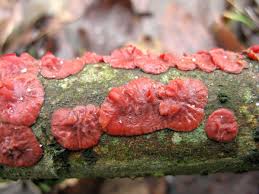 Attēlu rezultāti vaicājumam “Cytidia salicina”