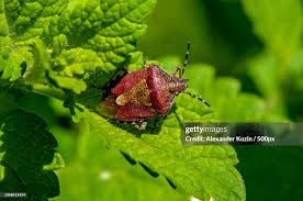 Attēlu rezultāti vaicājumam “Troilus luridus”