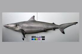 Image result for Carcharhinus brevipinna
