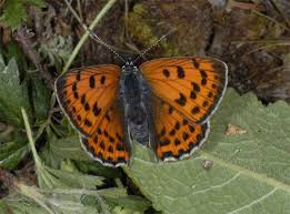 Attēlu rezultāti vaicājumam “Lycaena alciphron”