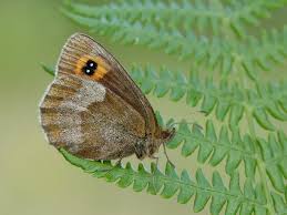 Attēlu rezultāti vaicājumam “Erebia aethiops”