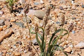 Attēlu rezultāti vaicājumam “Plantago uniflora”