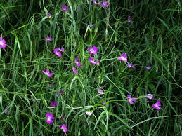 Image result for Kornrade