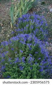 Image result for Veronica teucrium