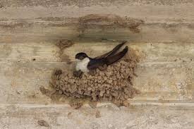 Attēlu rezultāti vaicājumam “Delichon urbicum adult”